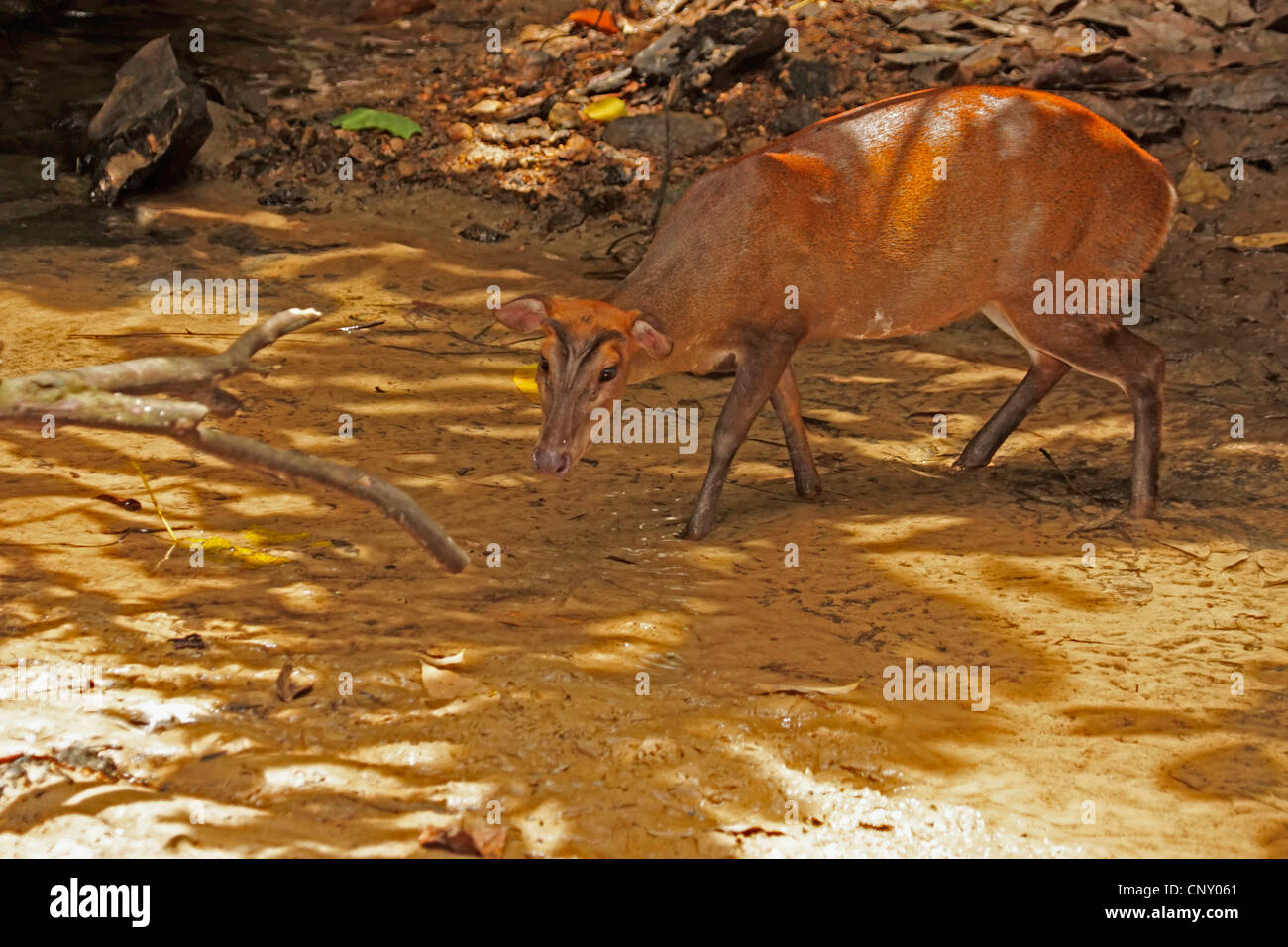 Le sud de Red Deer Barking, muntjac, muntjac indien rouge de Bornéo, muntjac, muntjac rouge, Sundaland Muntjac (Muntiacus muntjak rouge), femme debout dans la boue d'un lit de séchage, la Malaisie, Sabah, Kota Kinabalu Banque D'Images