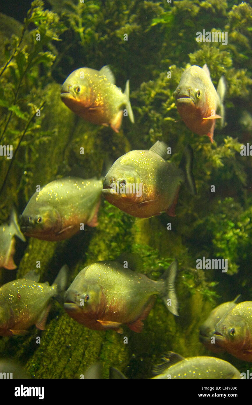 À TÊTE BOMBÉE, piranha piranha du Natterer, piranha rouge, Red-bellied piranha (Serrasalmus nattereri Pygocentrus nattereri, Rooseveltiella, nattereri), Shoal Banque D'Images