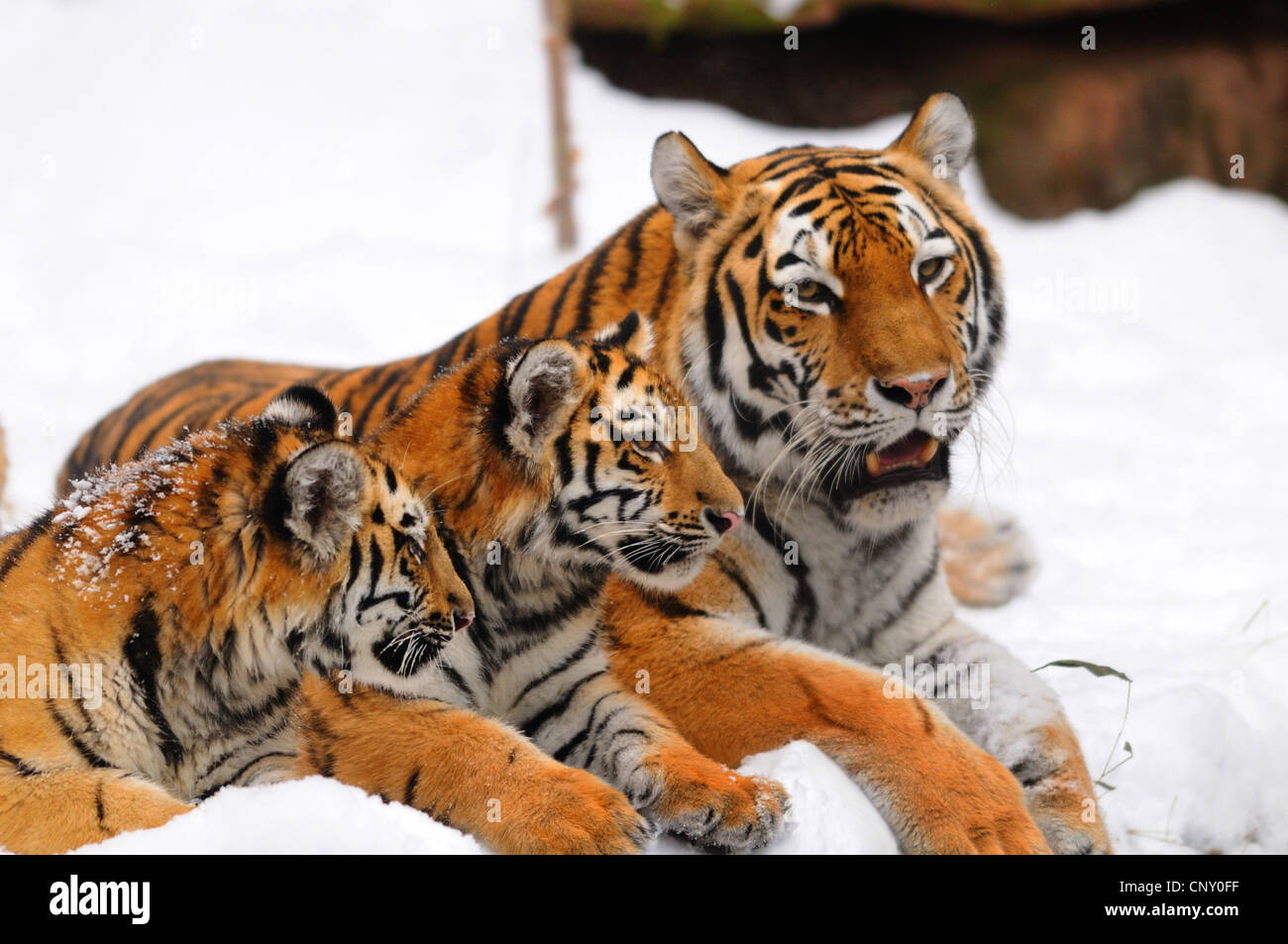 Tigre de Sibérie, Amurian tigre (Panthera tigris altaica), avec des petits en hiver Banque D'Images