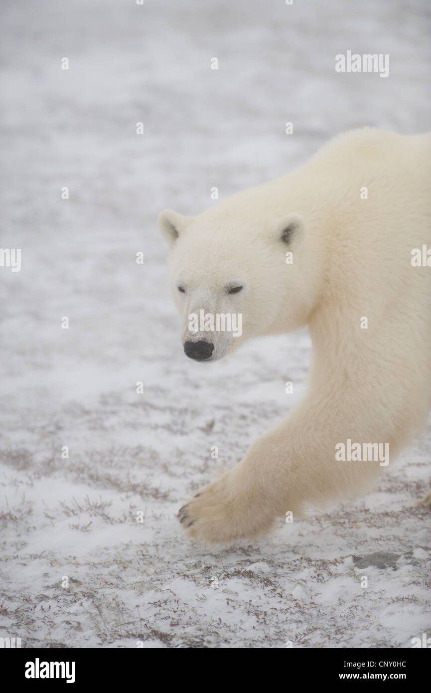 Les ours polaires à Churchill, au Manitoba Banque D'Images