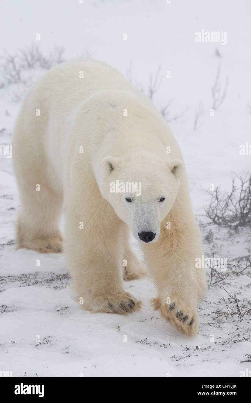 Les ours polaires à Churchill, au Manitoba Banque D'Images