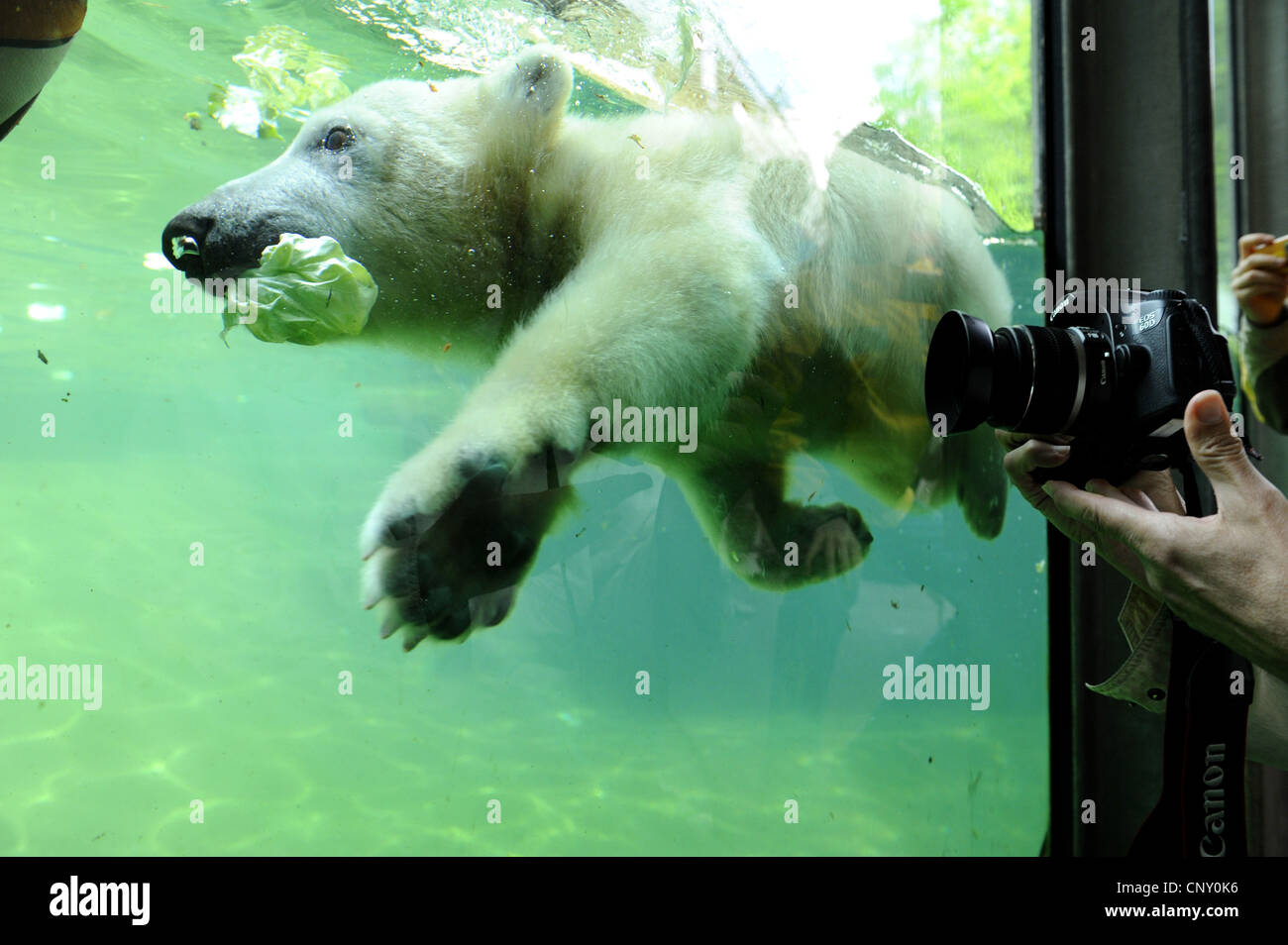 L'ours polaire (Ursus maritimus), plongée sous-marine Banque D'Images