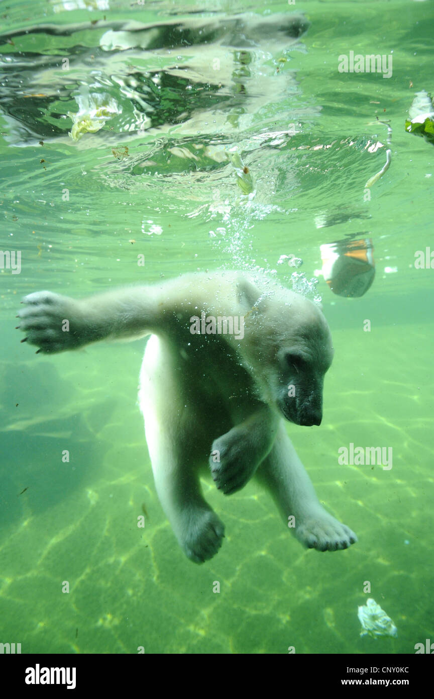 L'ours polaire (Ursus maritimus), plongée sous-marine Banque D'Images