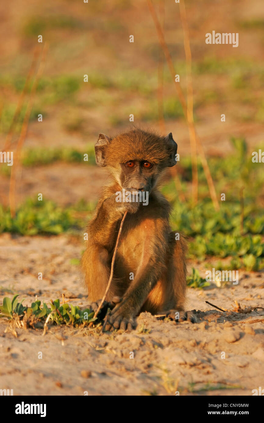 Babouin jaune, Savannah, babouin chacma baboon, commun babouin (Papio cynocephalus), juvénile assis sur la masse du sol de mâcher sur une tige, Botswana, Chobe National Park Banque D'Images