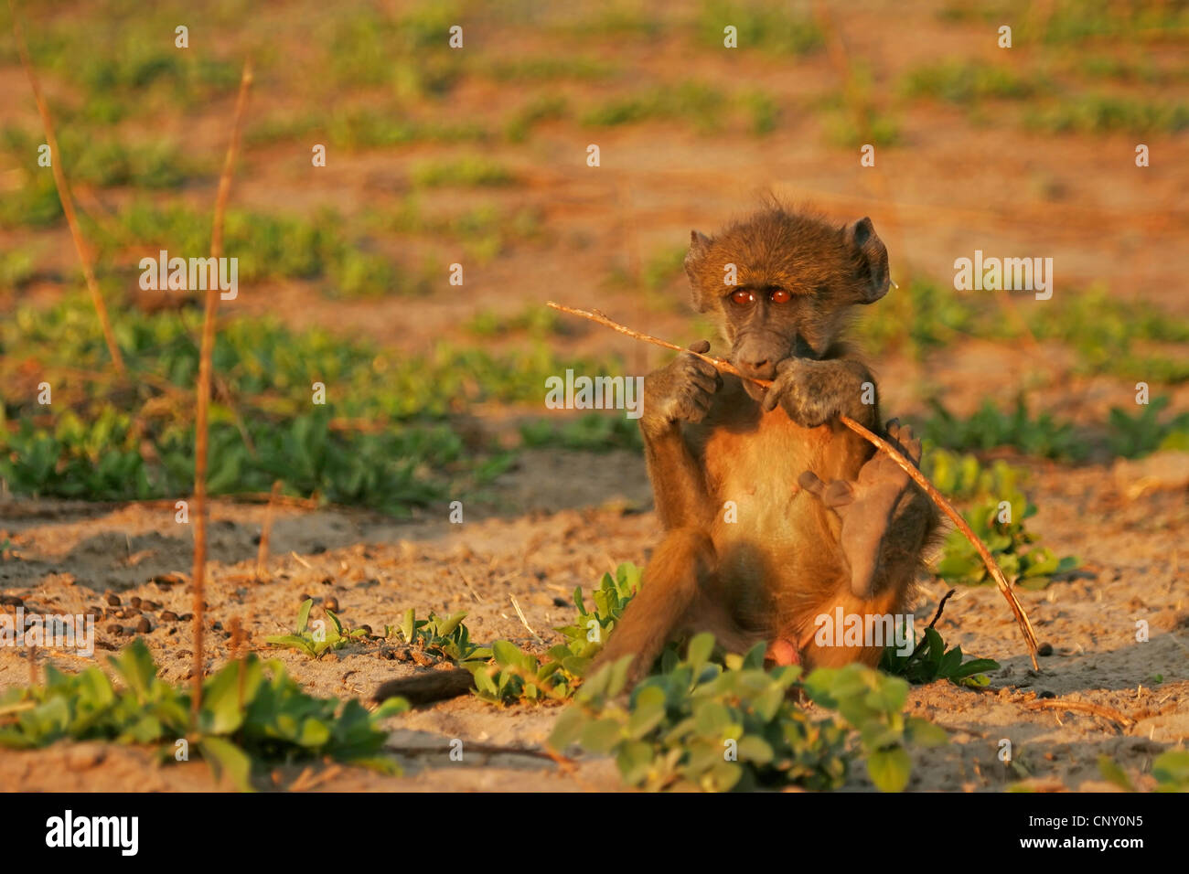 Babouin jaune, Savannah, babouin chacma baboon, commun babouin (Papio cynocephalus), juvénile assis sur la masse du sol de mâcher sur une tige, Botswana, Chobe National Park Banque D'Images