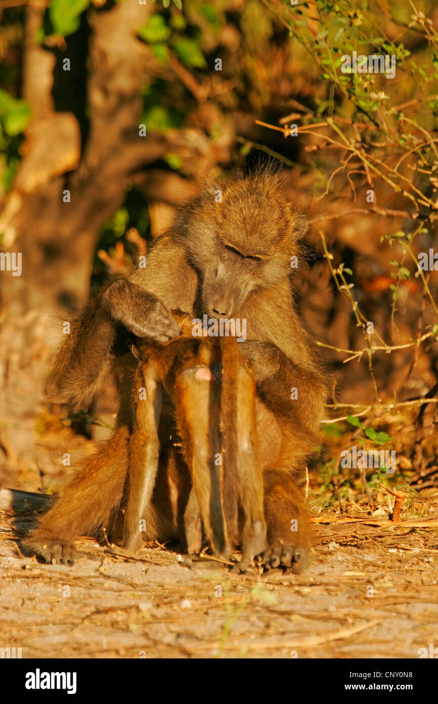 Babouin jaune, Savannah, babouin chacma baboon, commun babouin (Papio cynocephalus), mère lousing un mineur, Botswana, Chobe National Park Banque D'Images