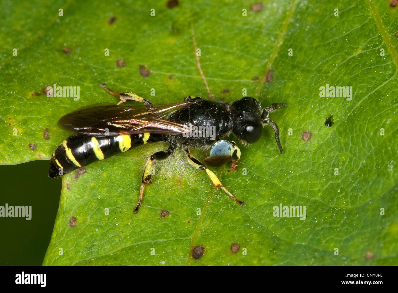 Digger wasp, au corps allongé (Crabro peltarius), homme, Allemagne Banque D'Images