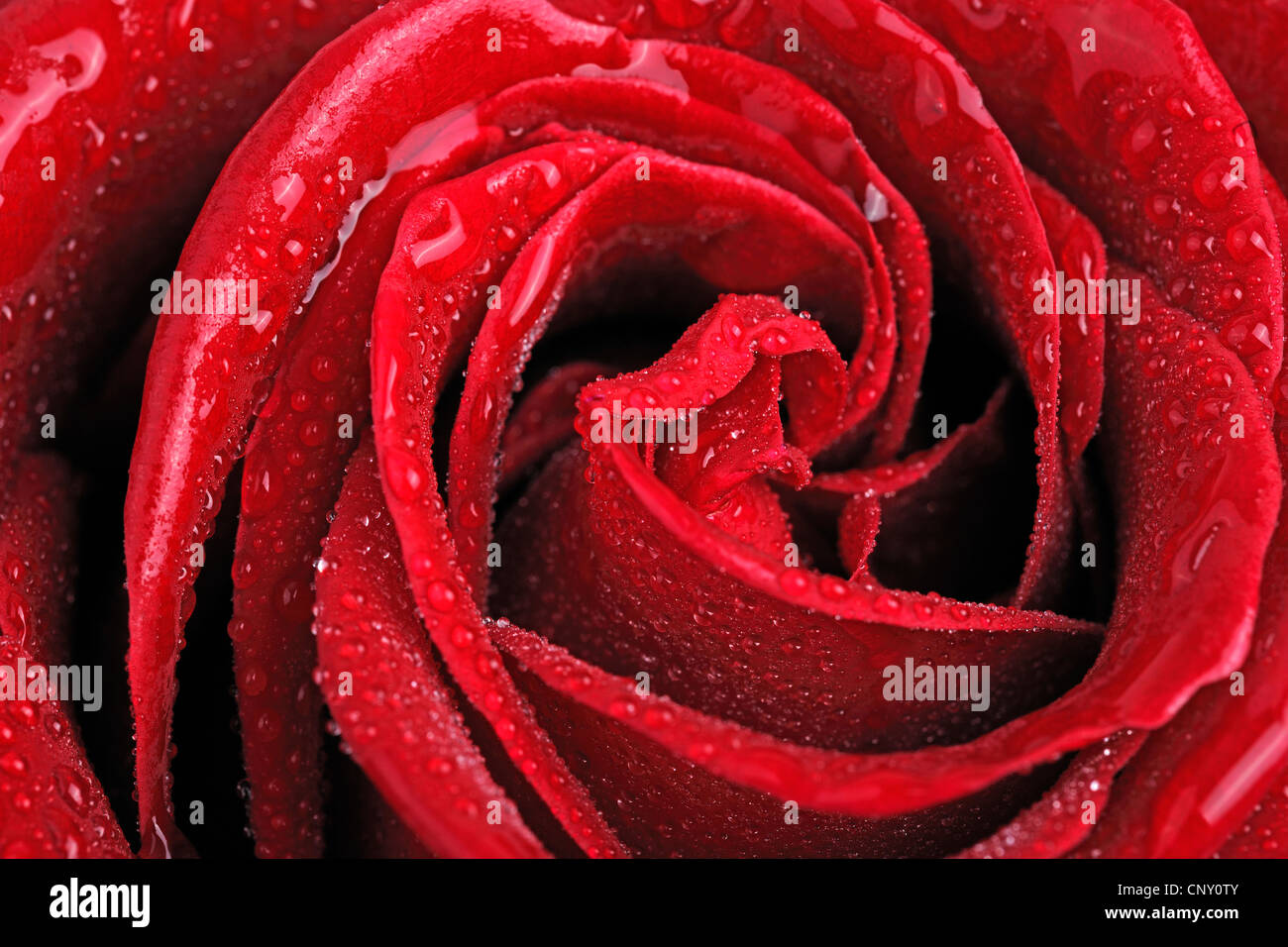 Rose rouge avec de l'eau gouttes Banque D'Images