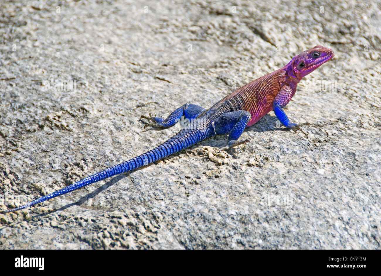 Rock à tête plate (Agama agama mwanzae), mâle dominant assis sur la roche, de la Tanzanie, Serengeti NP, Mwanza Banque D'Images