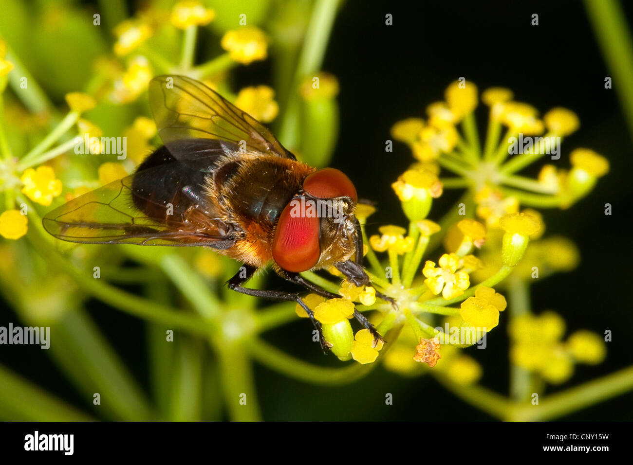 Tachinid, mouche parasite (Phasia hemiptera Alophora hemiptera,), sur des fleurs jaunes, Allemagne Banque D'Images