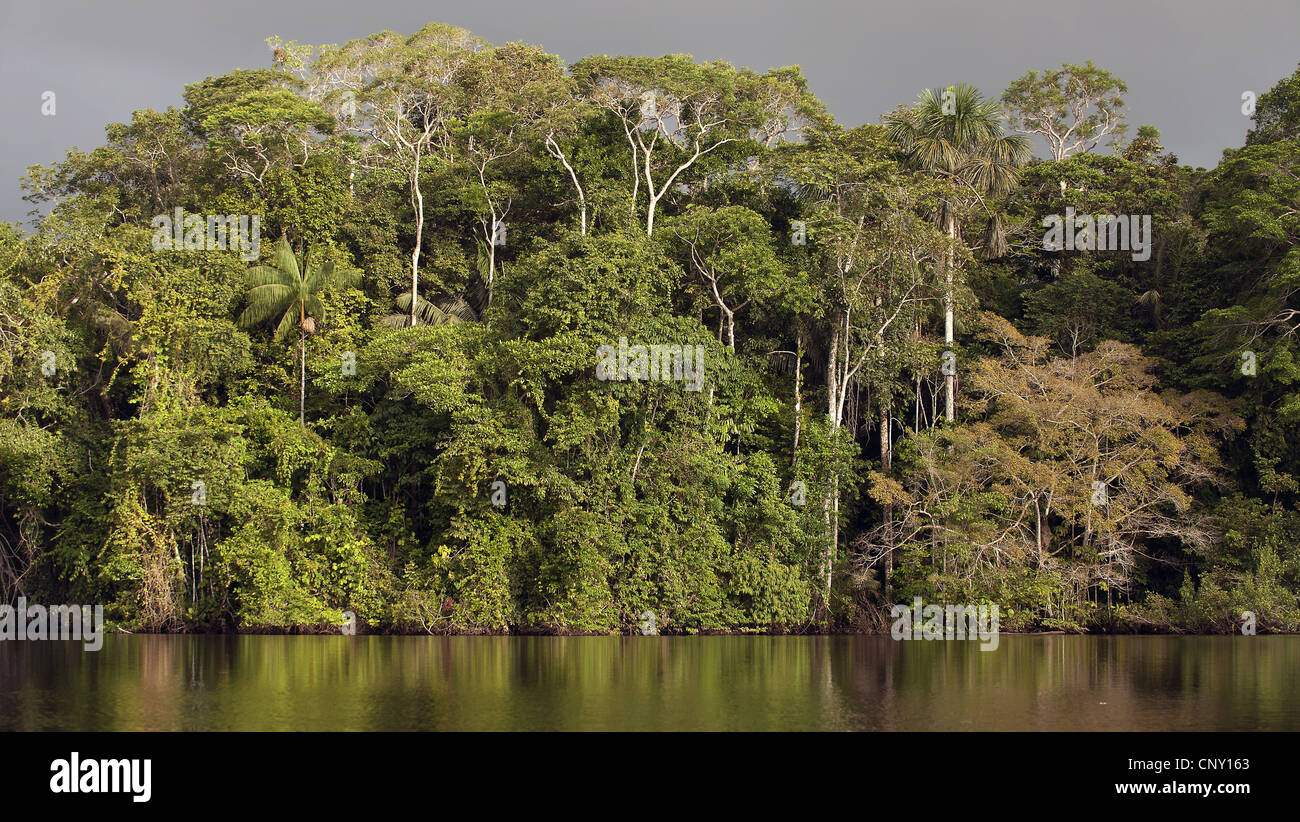 Lake Garzacocha dans la forêt tropicale, l'Équateur, la Selva Banque D'Images