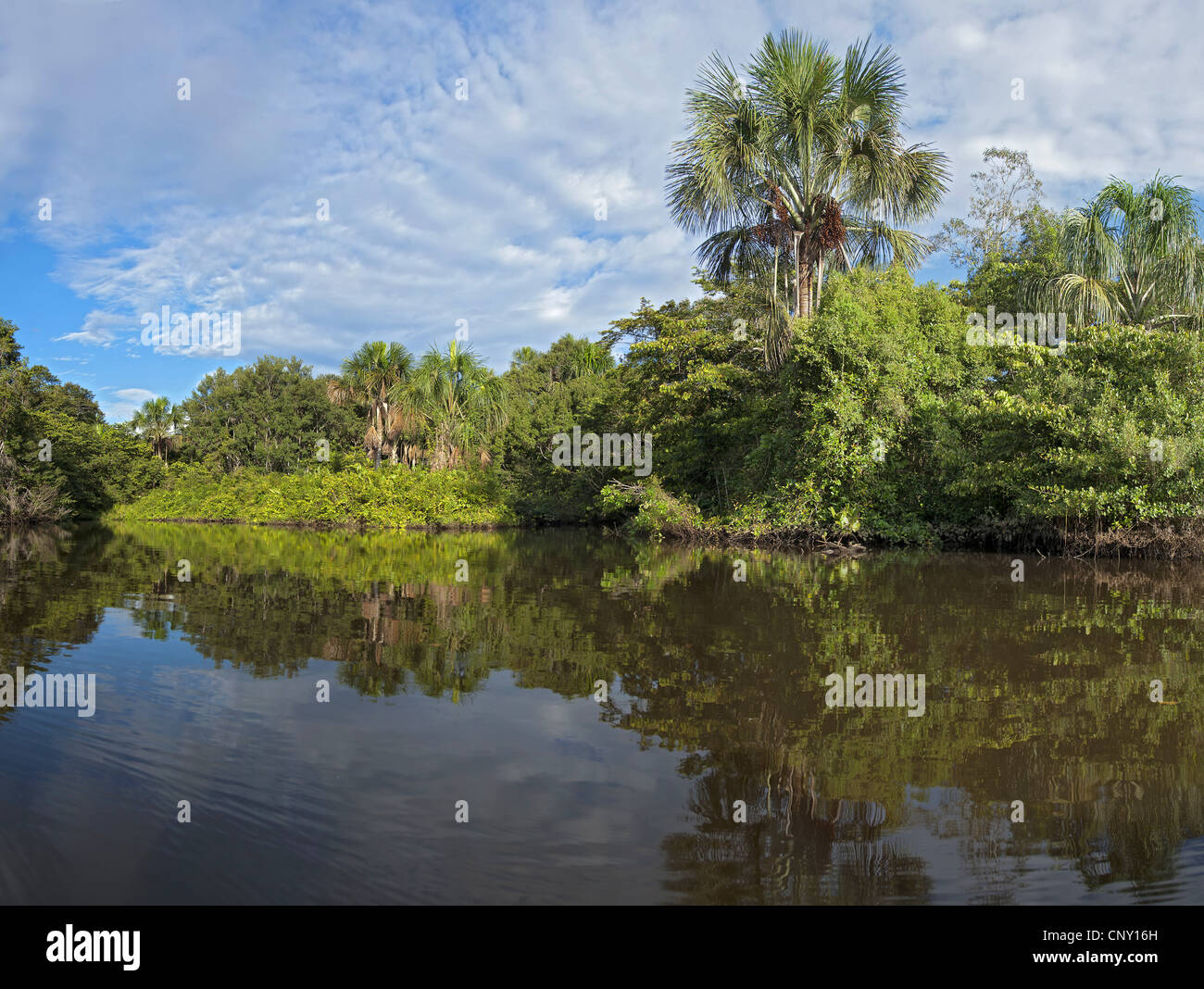 Lake Garzacocha dans la forêt tropicale, l'Équateur, la Selva Banque D'Images