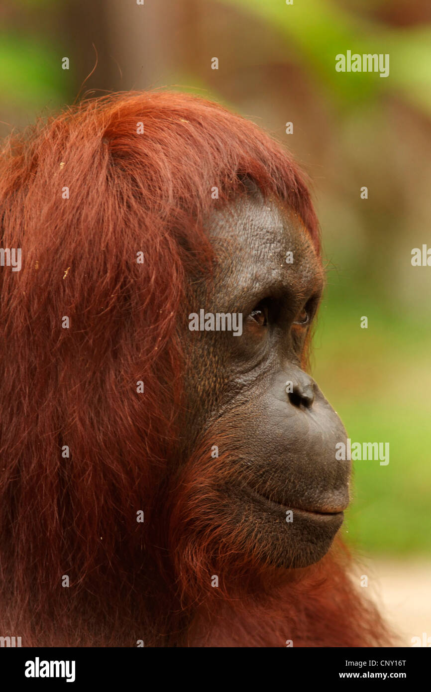 Orang-outan, l'orang-outan, l'orang-outang (Pongo pygmaeus), portrait, Malaisie, Sarawak, Semenggoh Wildlife Reserve Banque D'Images