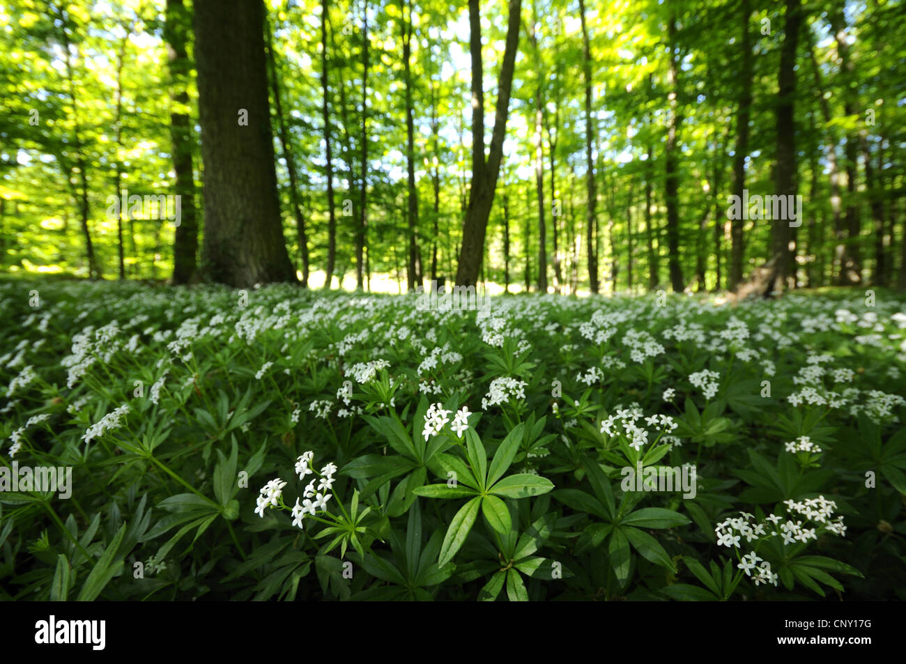Sweet woodruff (Galium odoratum), qui fleurit dans une forêt de hêtres, Allemagne Banque D'Images