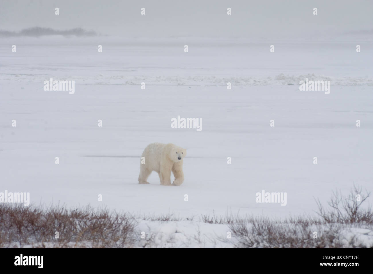 Les ours polaires à Churchill, au Manitoba Banque D'Images