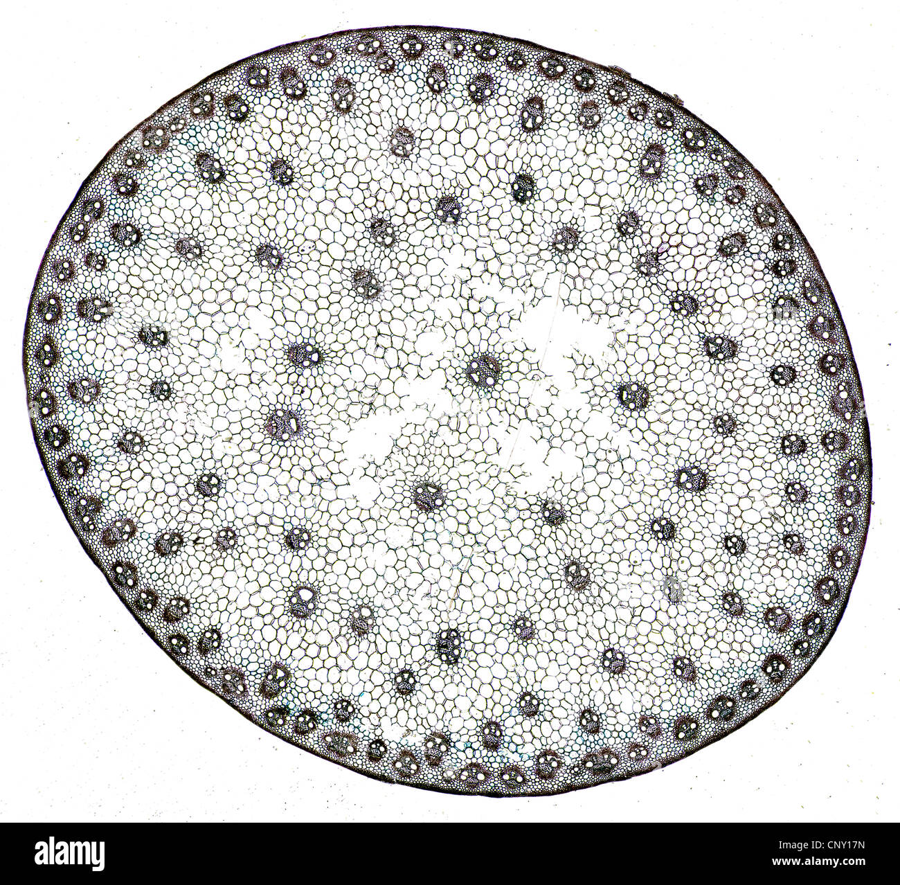 Coupe d'une tige de monocotylédone avec cellules et éléments clairement visibles Banque D'Images