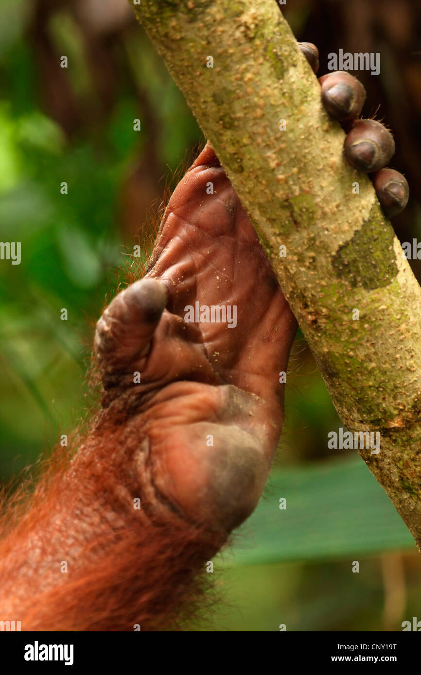 Orang-outan, l'orang-outan, l'orang-outang (Pongo pygmaeus), pied à une branche, la Malaisie, Sabah Banque D'Images