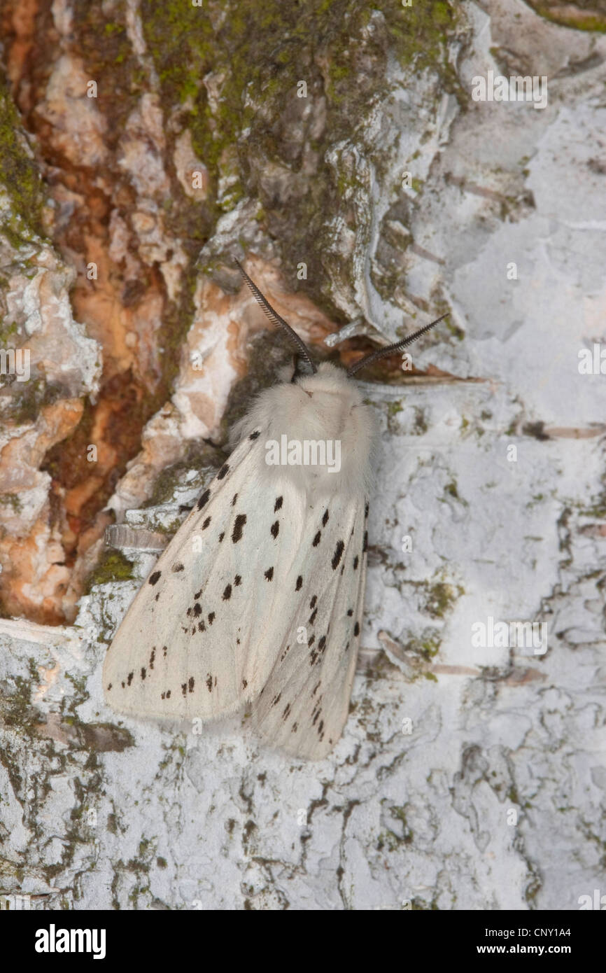 Hyponomeute du pommier blanc (Spilosoma lubricipeda Spilosoma menthastri,), camouflé, Allemagne Banque D'Images