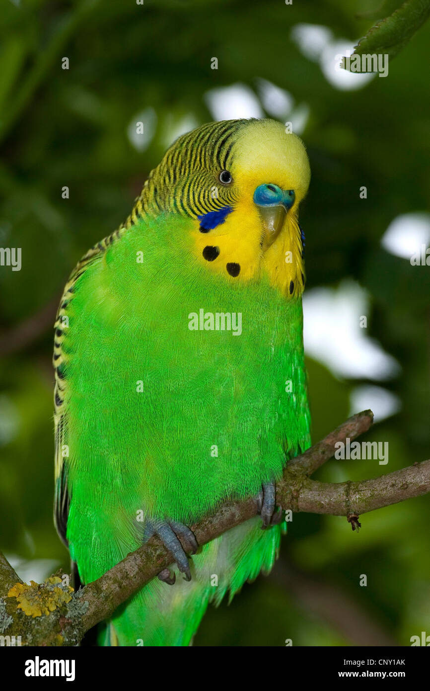 Perruche ondulée, perruche, perruche (Melopsittacus undulatus), assis sur une branche Banque D'Images