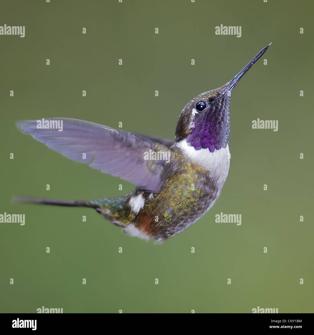 Purple-throated Woodstar (Calliphlox mitchellii), homme, l'Équateur, Quito Banque D'Images