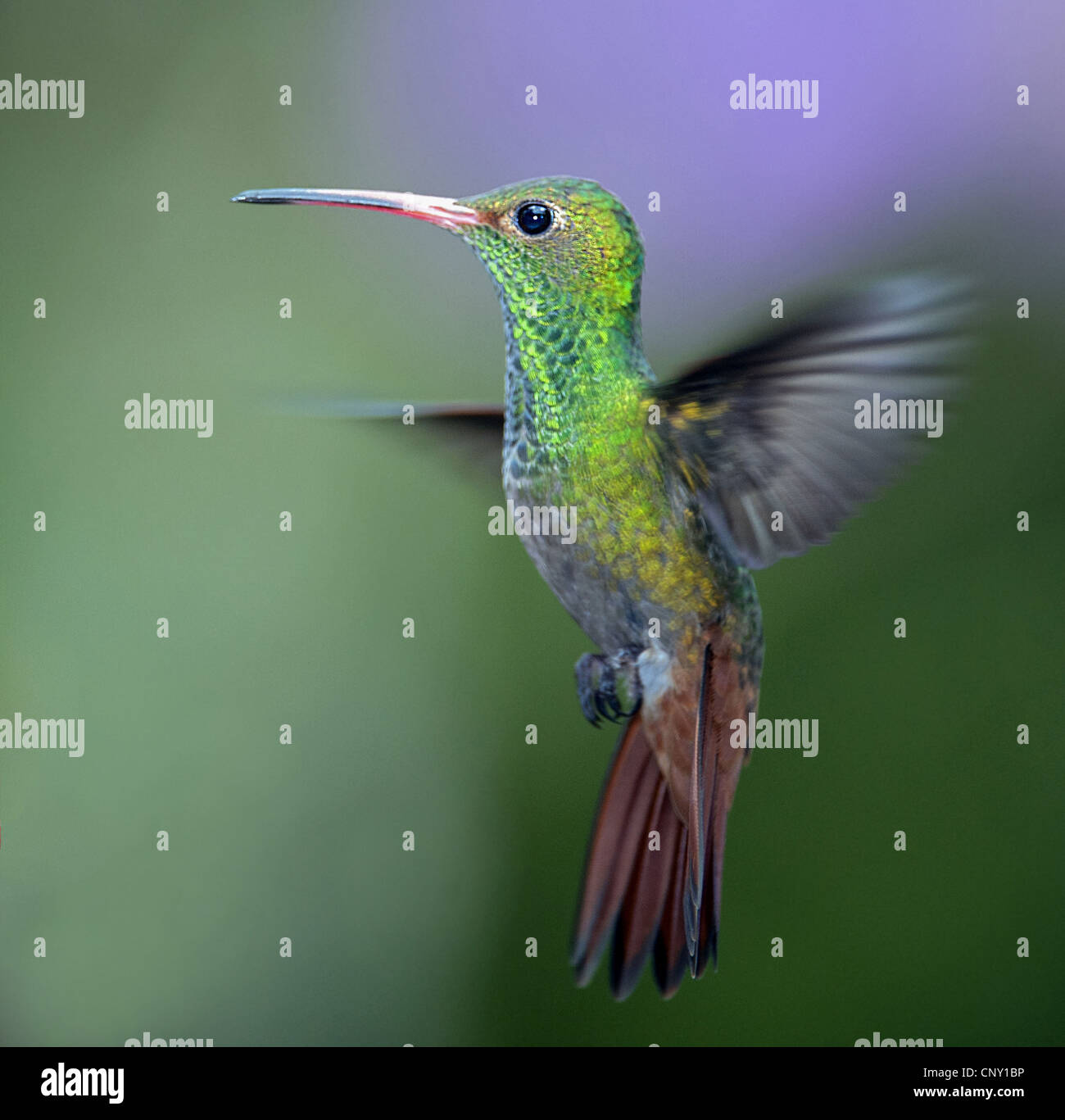 Bruant à queue (Amazilia tzacatl hummingbird), planant, l'Équateur, Quito Banque D'Images