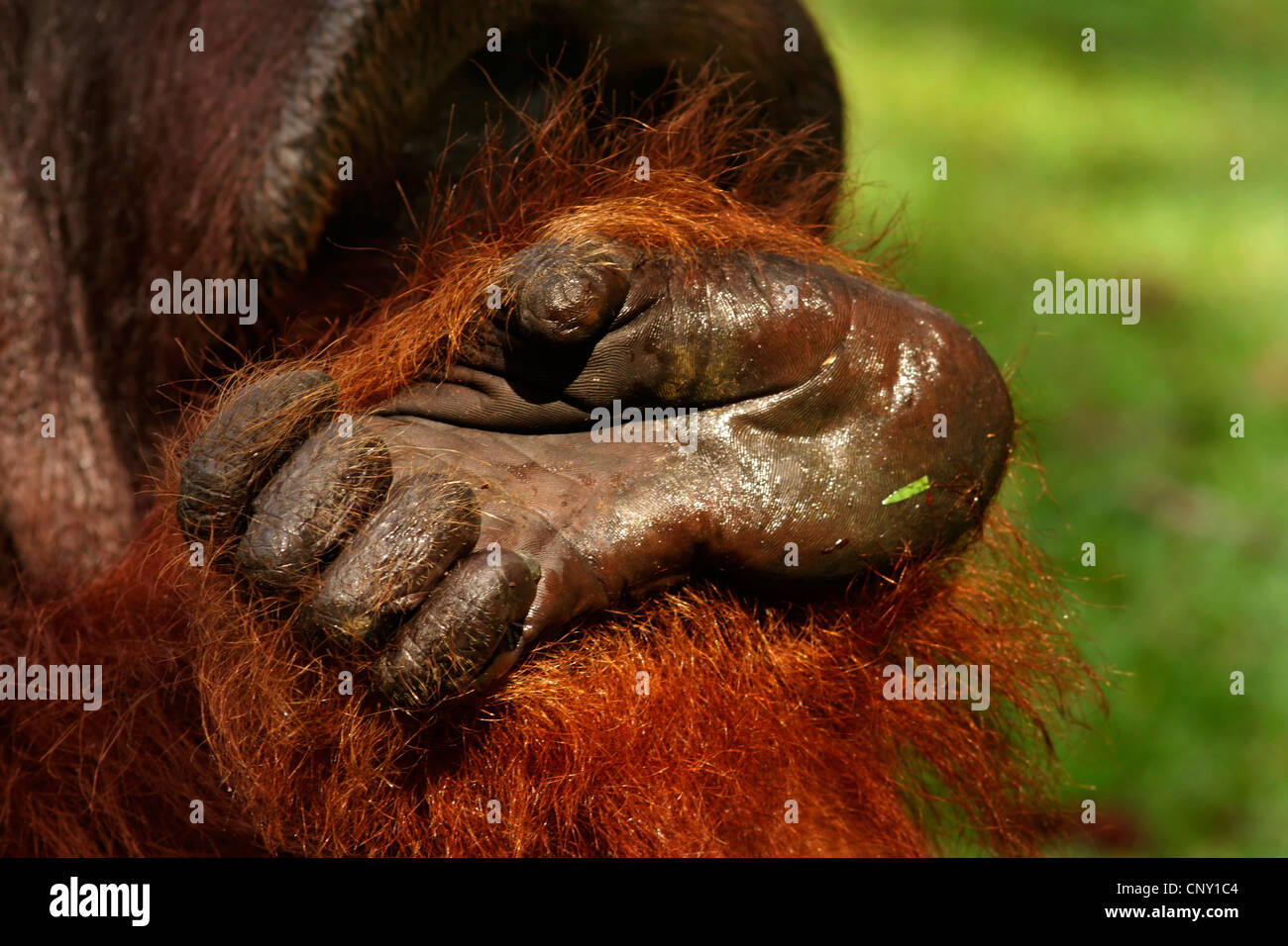 Orang-outan, l'orang-outan, l'orang-outang (Pongo pygmaeus), pied, Malaisie, Sarawak Banque D'Images