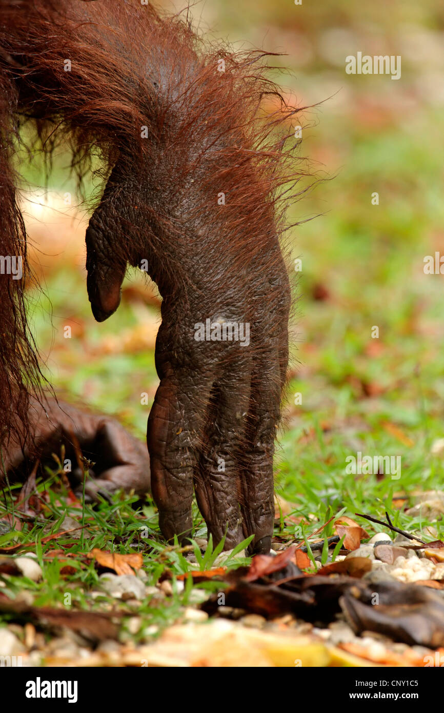 Orang-outan, l'orang-outan, l'orang-outang (Pongo pygmaeus), de la main, de la Malaisie, Sarawak, Semenggoh Wildlife Reserve Banque D'Images