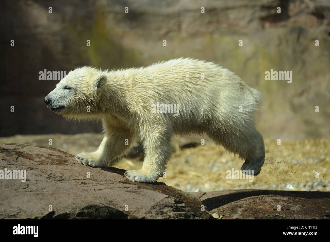 L'ours polaire (Ursus maritimus), pup jumping Banque D'Images