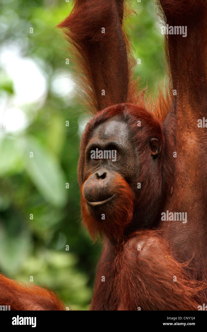 Orang-outan, l'orang-outan, l'orang-outang (Pongo pygmaeus), portrait, Malaisie, Sarawak, Semenggoh Wildlife Reserve Banque D'Images