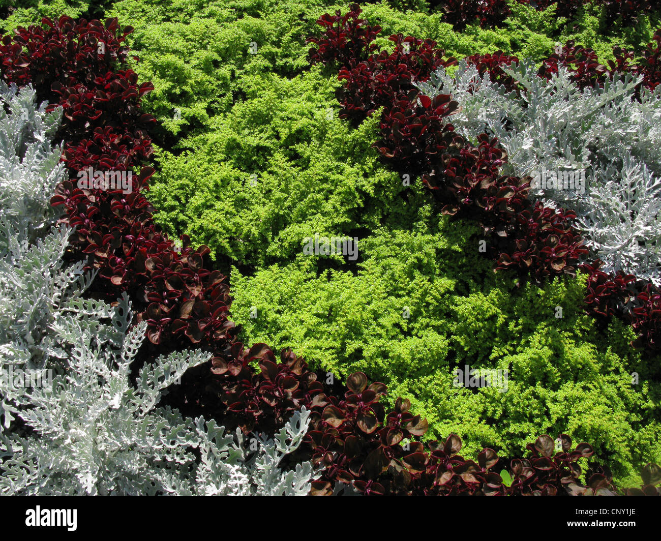 Petite plante à feuilles Artillery (Pilea microphylla), dans un parterre de fleurs en été Banque D'Images