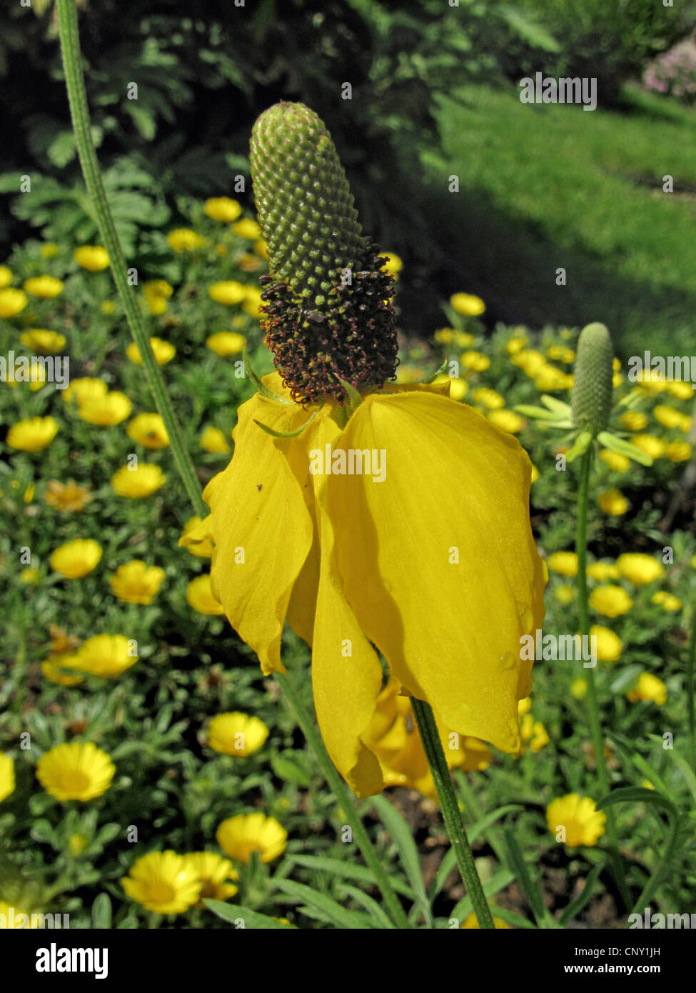 Upright Prairie Coneflower, Mexican Hat (Ratibida columnifera), blooming Banque D'Images