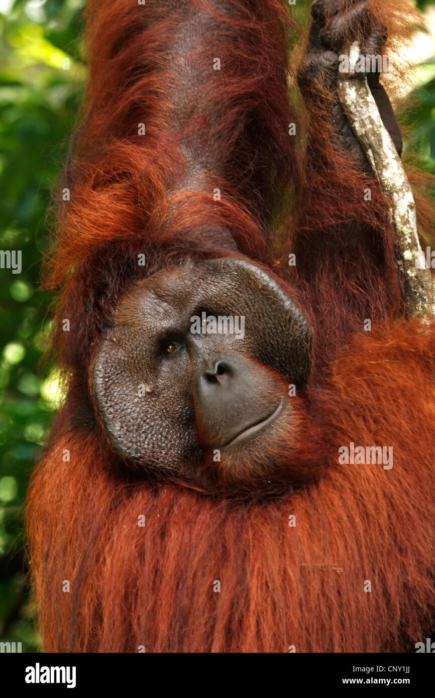 Orang-outan, l'orang-outan, l'orang-outang (Pongo pygmaeus), portrait d'homme, Malaisie, Sarawak, Semenggoh Wildlife Reserve Banque D'Images