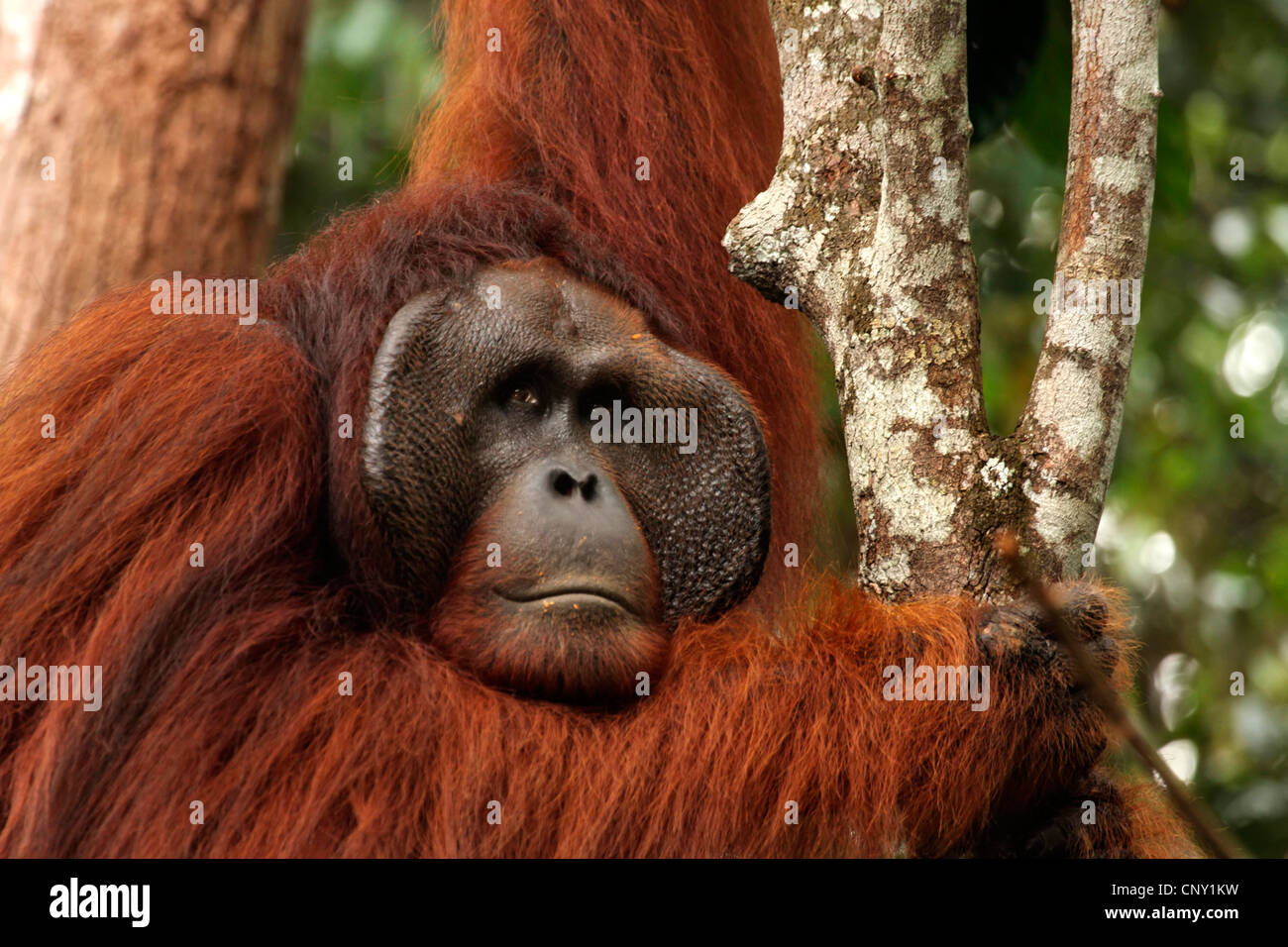 Orang-outan, l'orang-outan, l'orang-outang (Pongo pygmaeus), portrait d'un homme, la Malaisie, Sarawak, Semenggoh Wildlife Reserve Banque D'Images