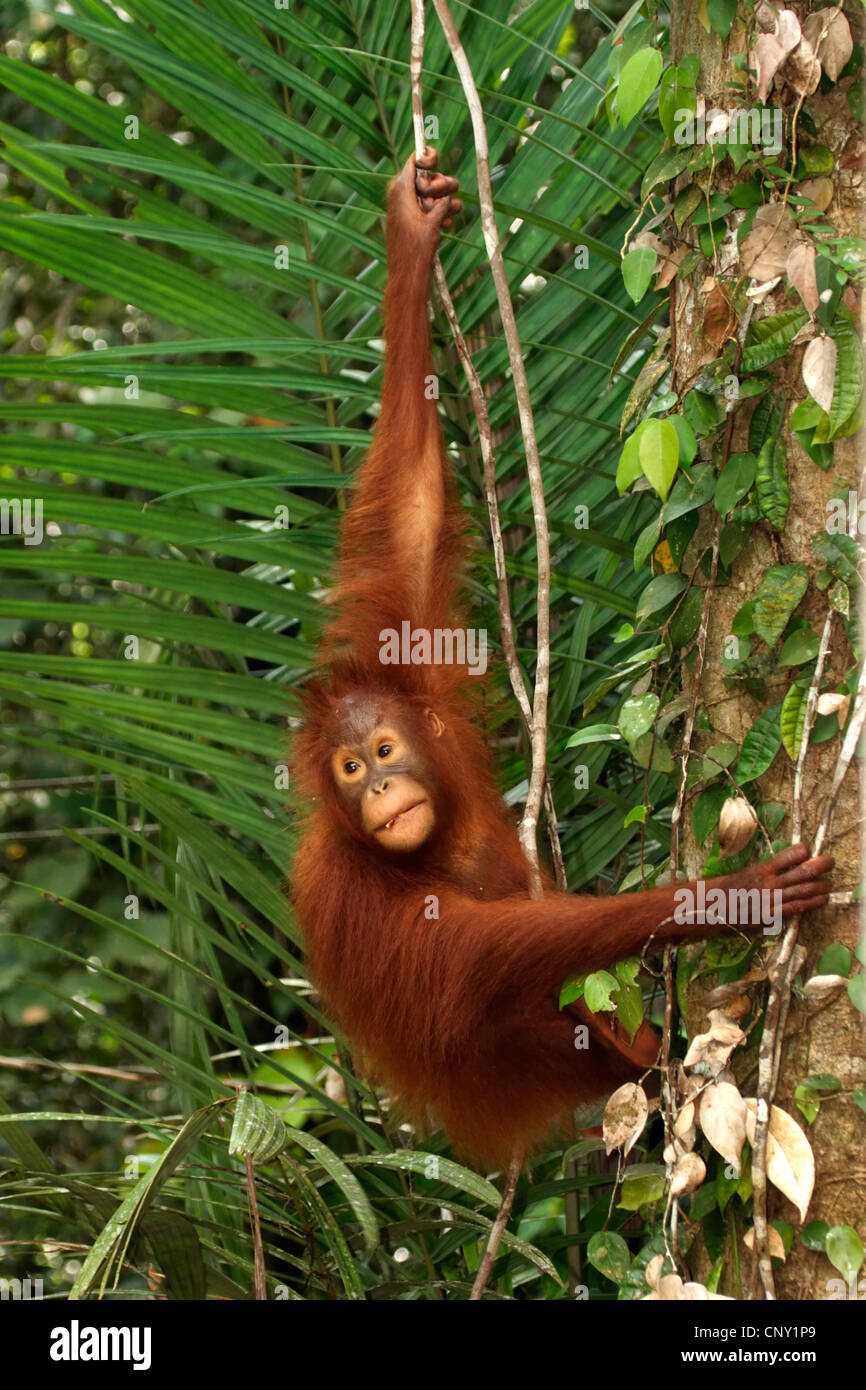 Orang-outan, l'orang-outan, l'orang-outang (Pongo pygmaeus), jeune animal de l'escalade dans un arbre, la Malaisie, Sarawak, Semenggoh Wildlife Reserve Banque D'Images