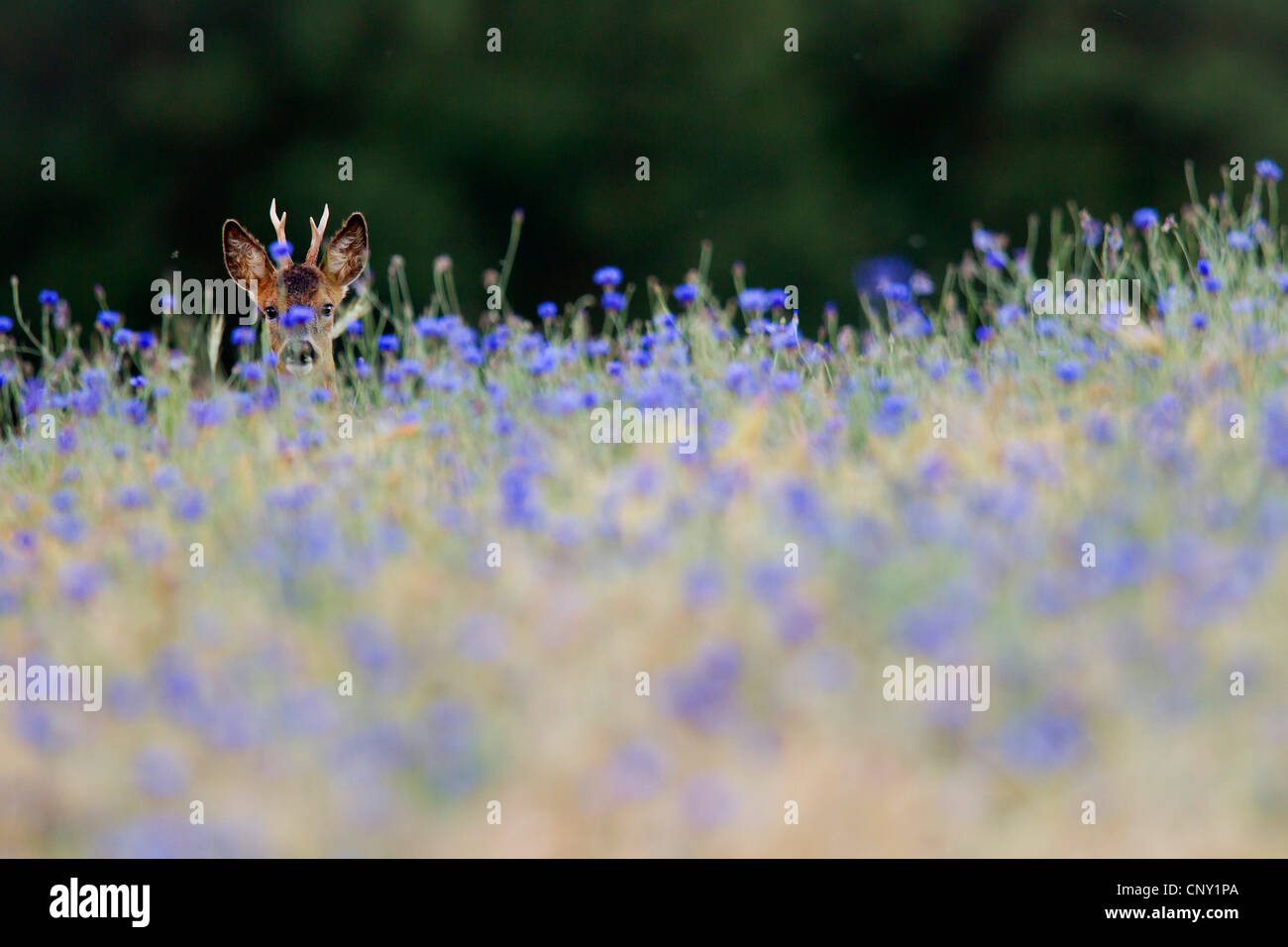 Le chevreuil (Capreolus capreolus), Roebuck dans un champ de blé avec le bleuet, l'Allemagne, Schleswig-Holstein Banque D'Images