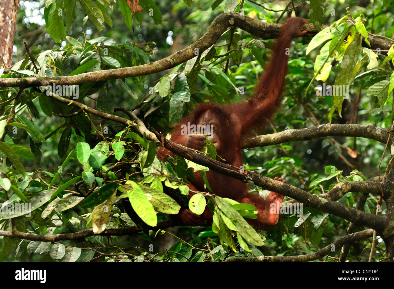 Orang-outan, l'orang-outan, l'orang-outang (Pongo pygmaeus), jeune animal assis sur un arbre, Malaisie, Sabah Banque D'Images