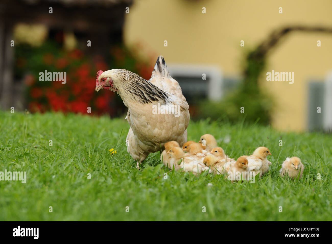 Les oiseaux domestiques (Gallus gallus f. domestica) de poulet fermier, avec une bande de poussins, de l'Allemagne, la Bavière Banque D'Images