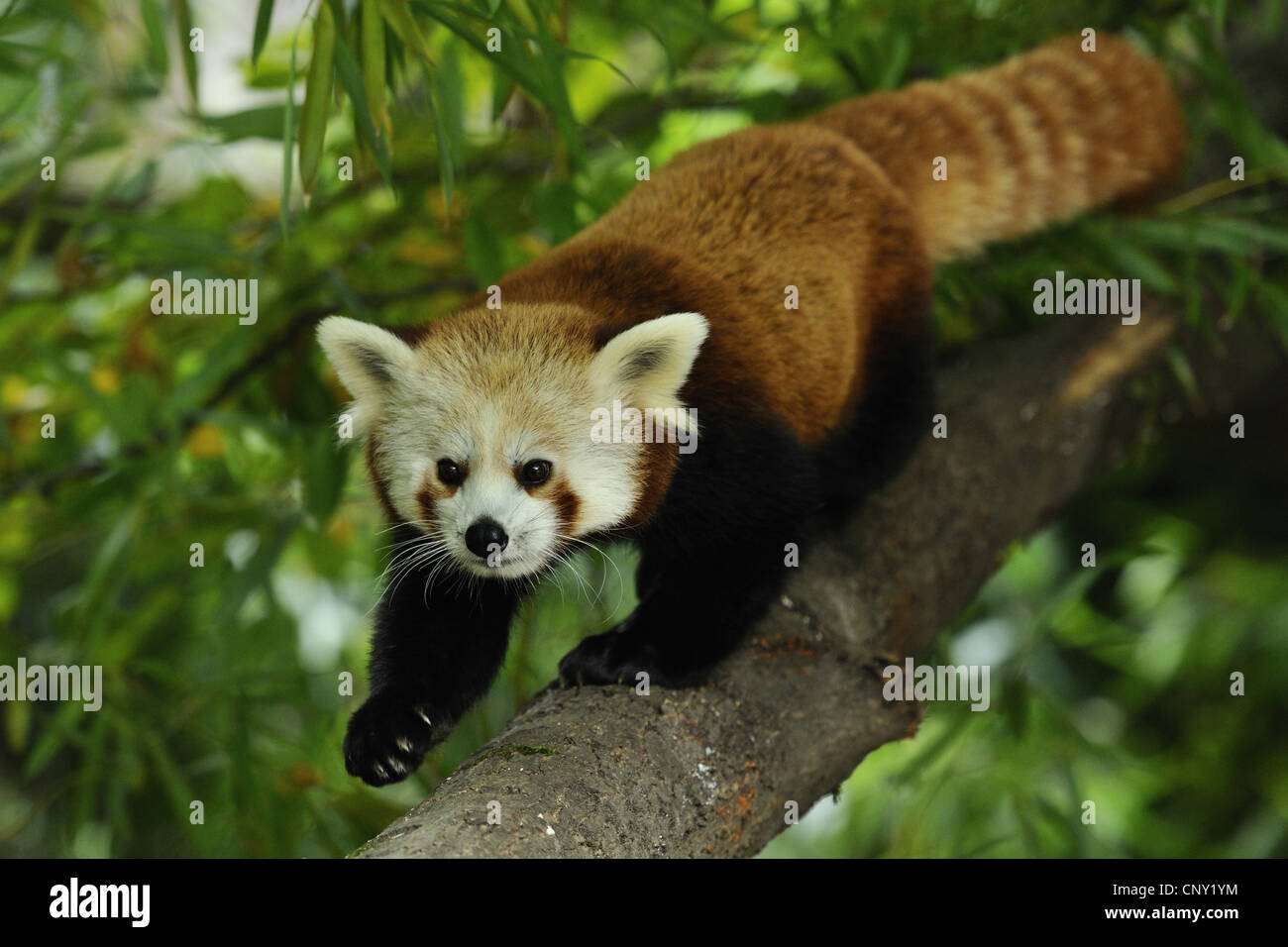 Petit panda, le panda rouge (Ailurus fulgens), waling sur une branche Banque D'Images