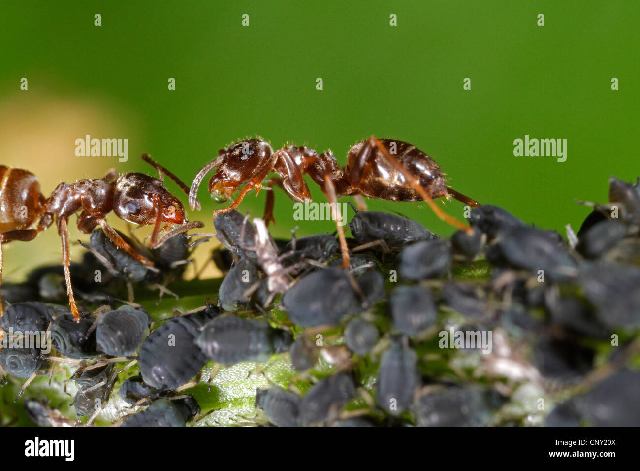 Les simulies, puceron noir de la fève (Aphis fabae), jardin noir (Lasius niger ant) partage du miellat de puceron noir de la fève, Aphis fabae, Germany Banque D'Images
