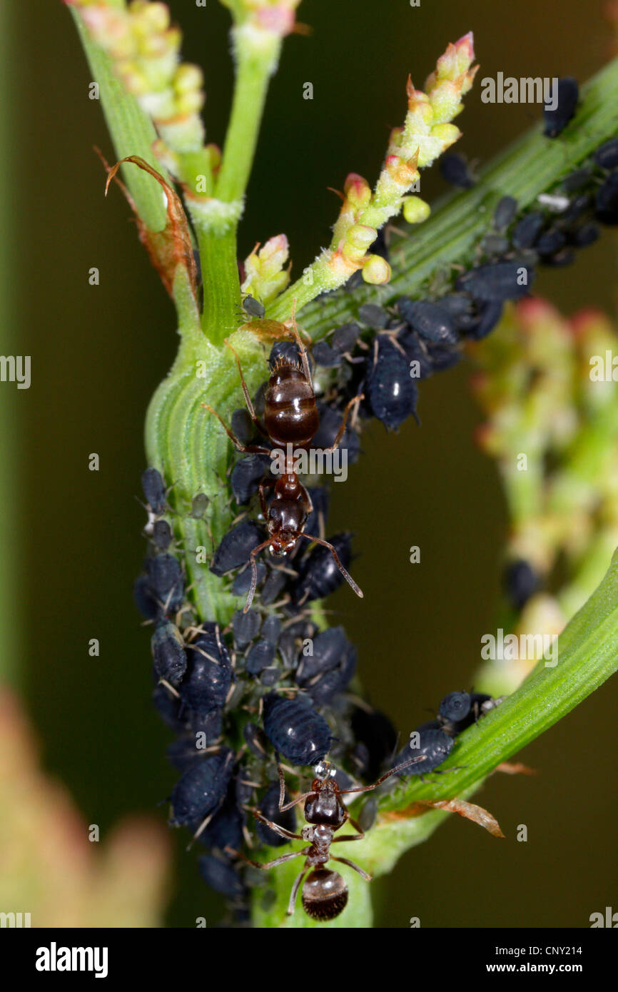 Les simulies, puceron noir de la fève (Aphis fabae), jardin noir fourmis traire puceron noir de la fève (Aphis fabae), l'Allemagne, la Bavière Banque D'Images
