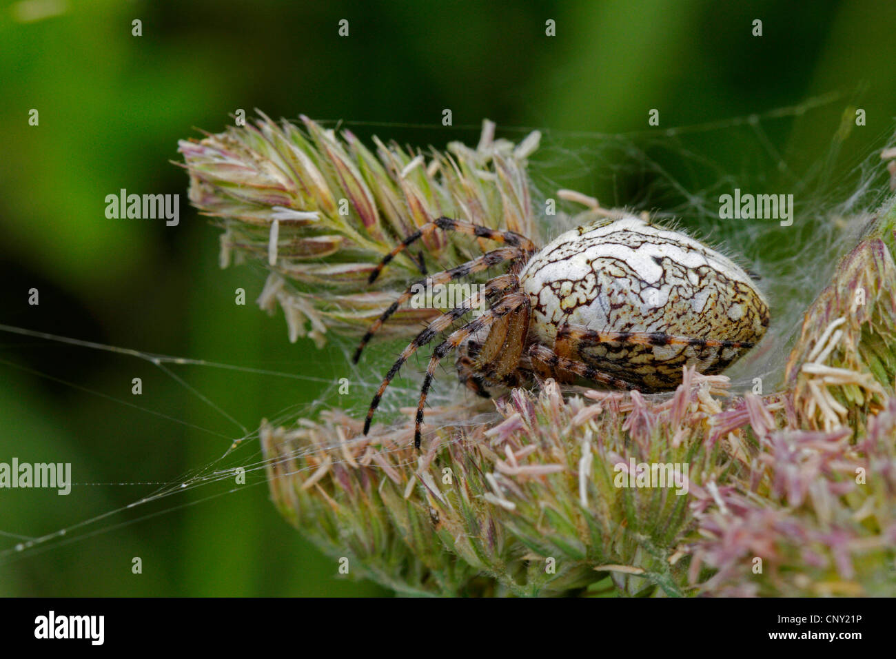 Oakleaf Aculepeira ceropegia (orbweaver), dans son site web, l'Allemagne, la Bavière Banque D'Images