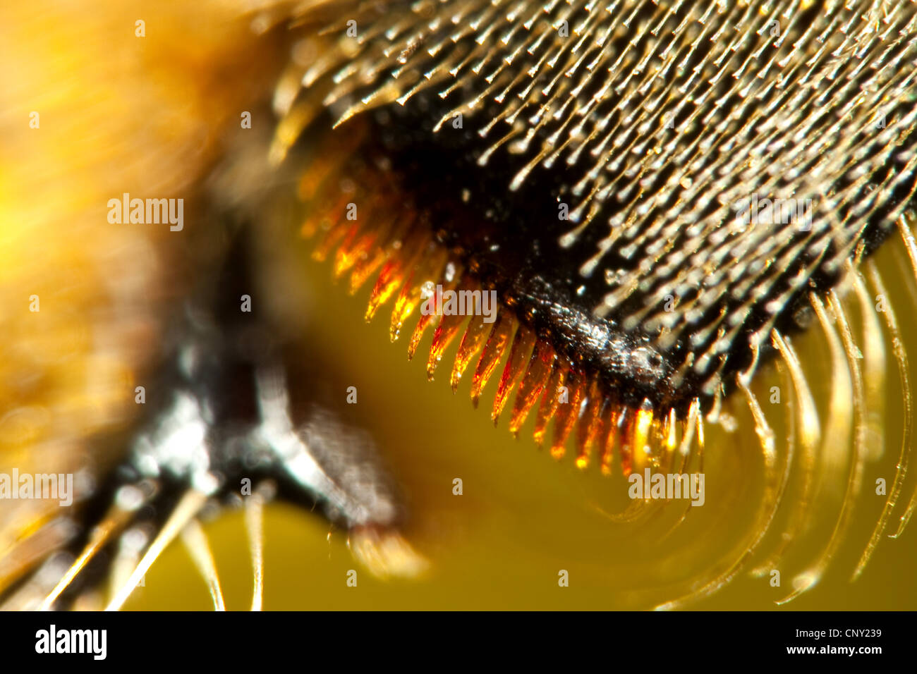 Abeille, ruche abeille (Apis mellifera mellifera), patte pour la collecte du pollen, Allemagne Banque D'Images