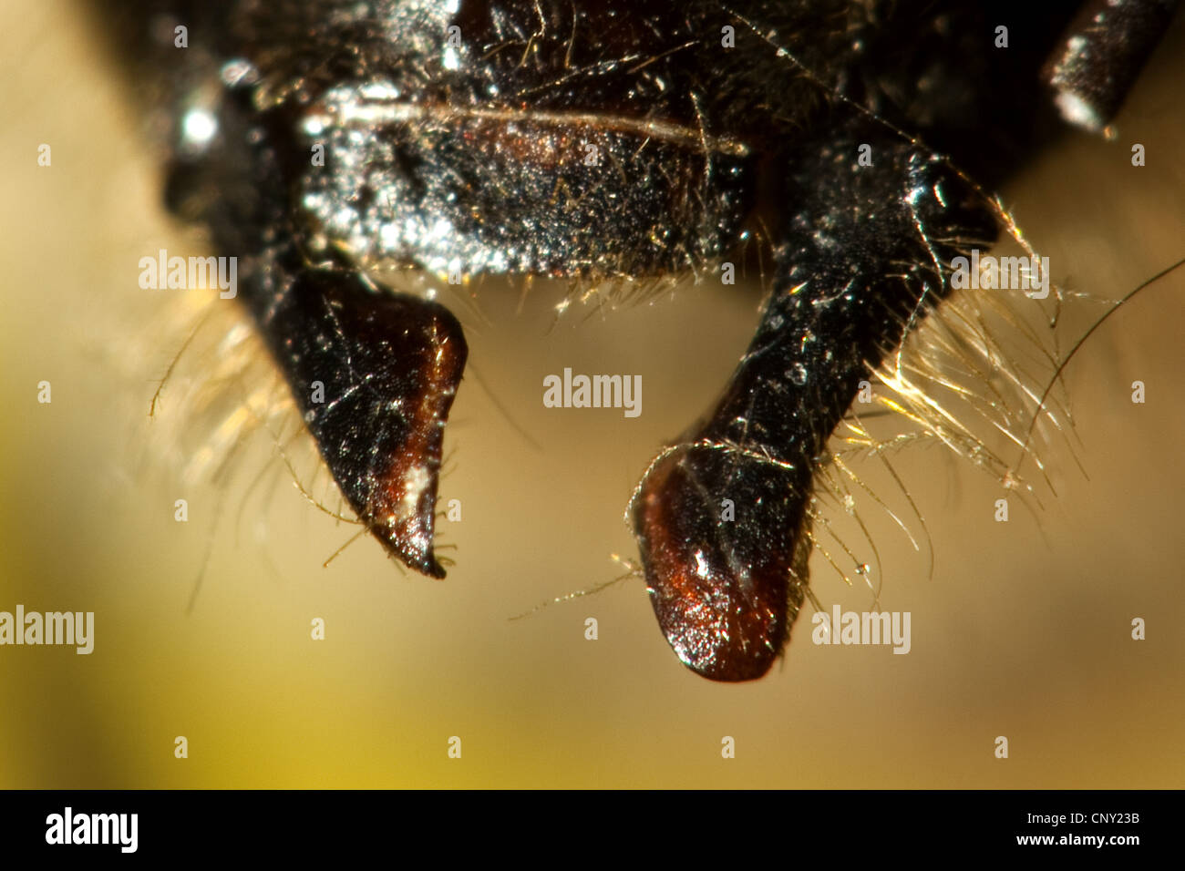 Abeille, ruche abeille (Apis mellifera mellifera), mandibules avec maxilles déployée, Allemagne Banque D'Images
