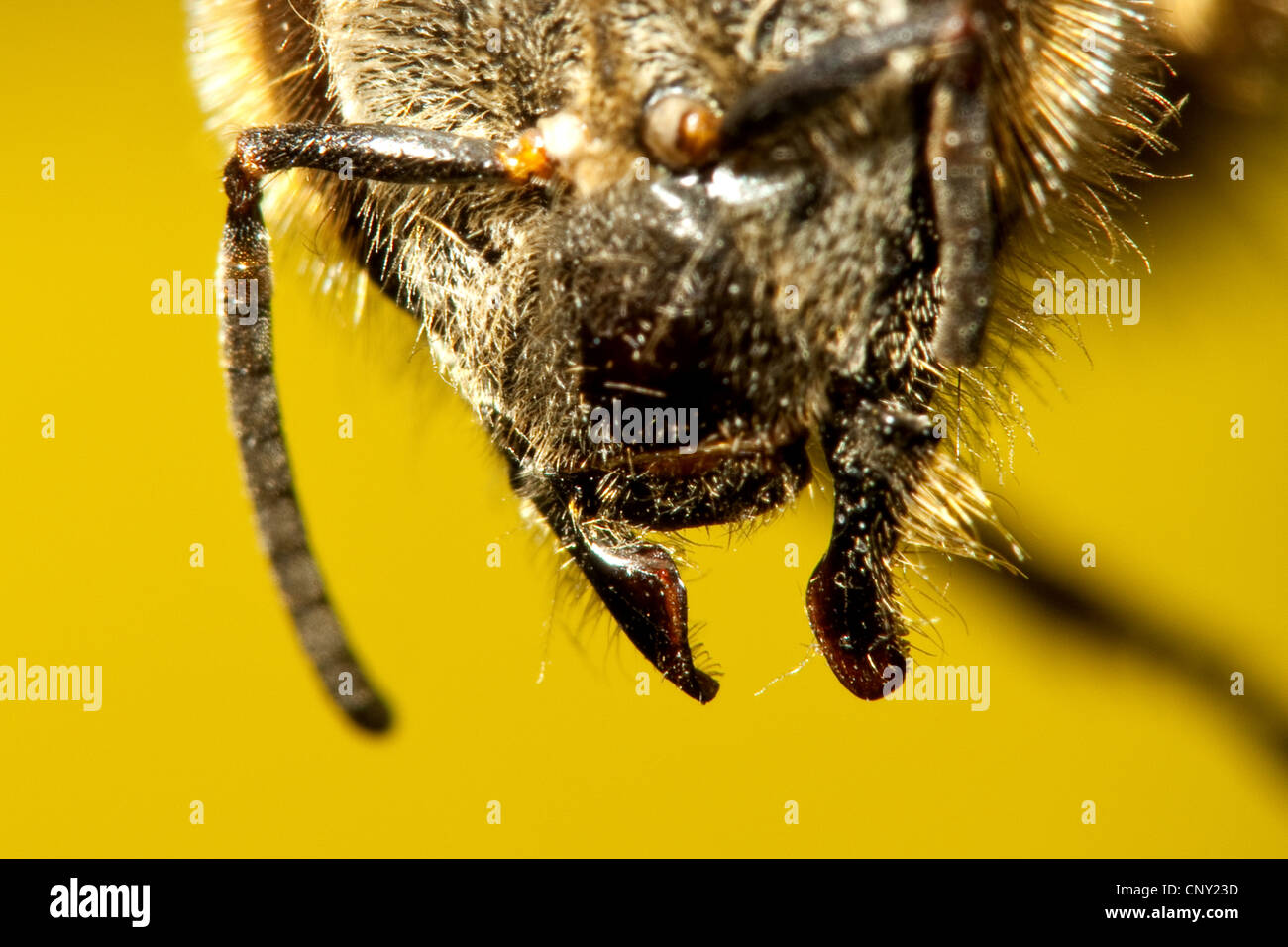 Abeille, ruche abeille (Apis mellifera mellifera), portrait avec les maxilles déployée, Allemagne Banque D'Images