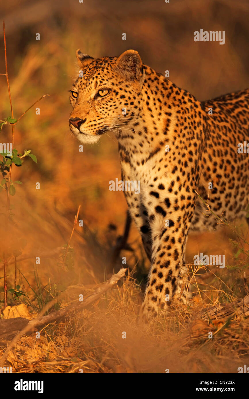 Leopard (Panthera pardus), dans la savane, Moremi, Botswana Banque D'Images