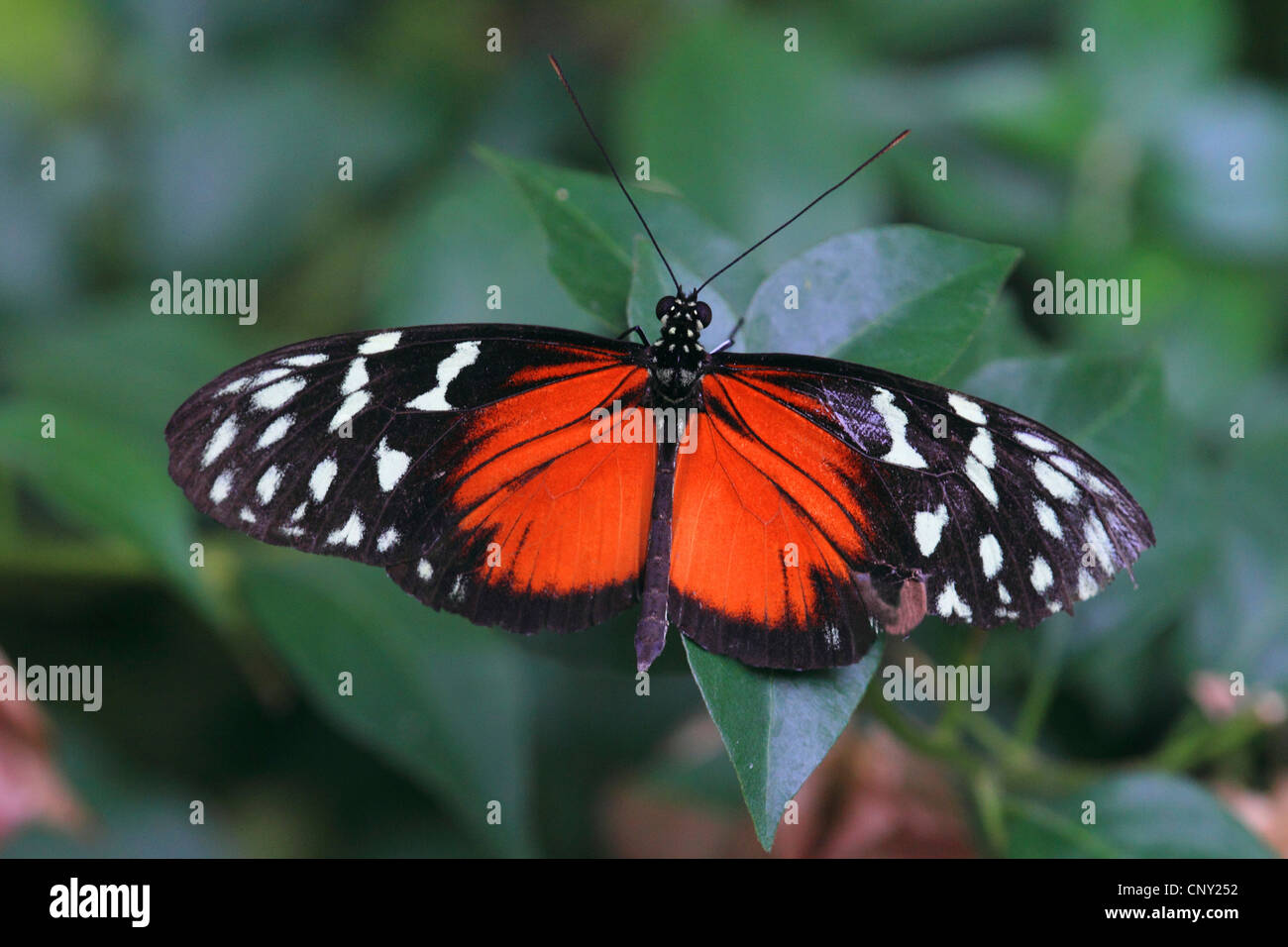 Hecales longwing, passions papillon fleur (Heliconius melpomene), assis sur une feuille Banque D'Images