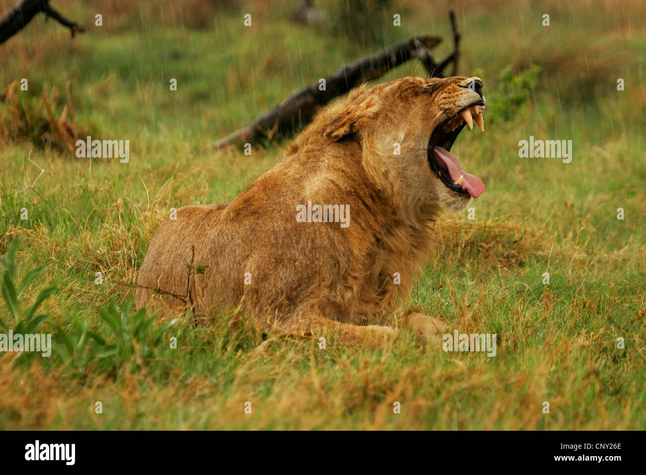 Lion (Panthera leo), le bâillement, le Botswana, Chobe National Park Banque D'Images