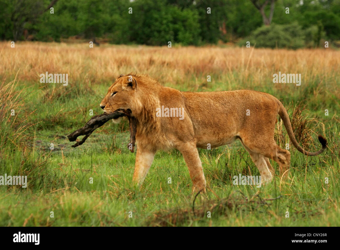 Lion (Panthera leo), mâle juvénile avec le bâton dans sa bouche, le Botswana, Chobe National Park Banque D'Images