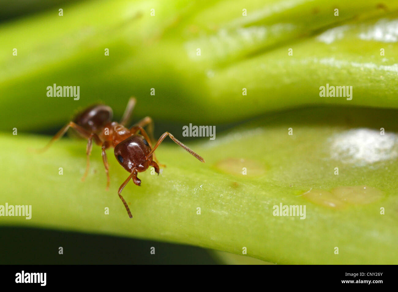 Black ant, fourmi noire, jardin commun (Lasius niger) ant, jardin noir (Lasius niger) ant, menaçant l'affichage, l'Allemagne, la Bavière Banque D'Images