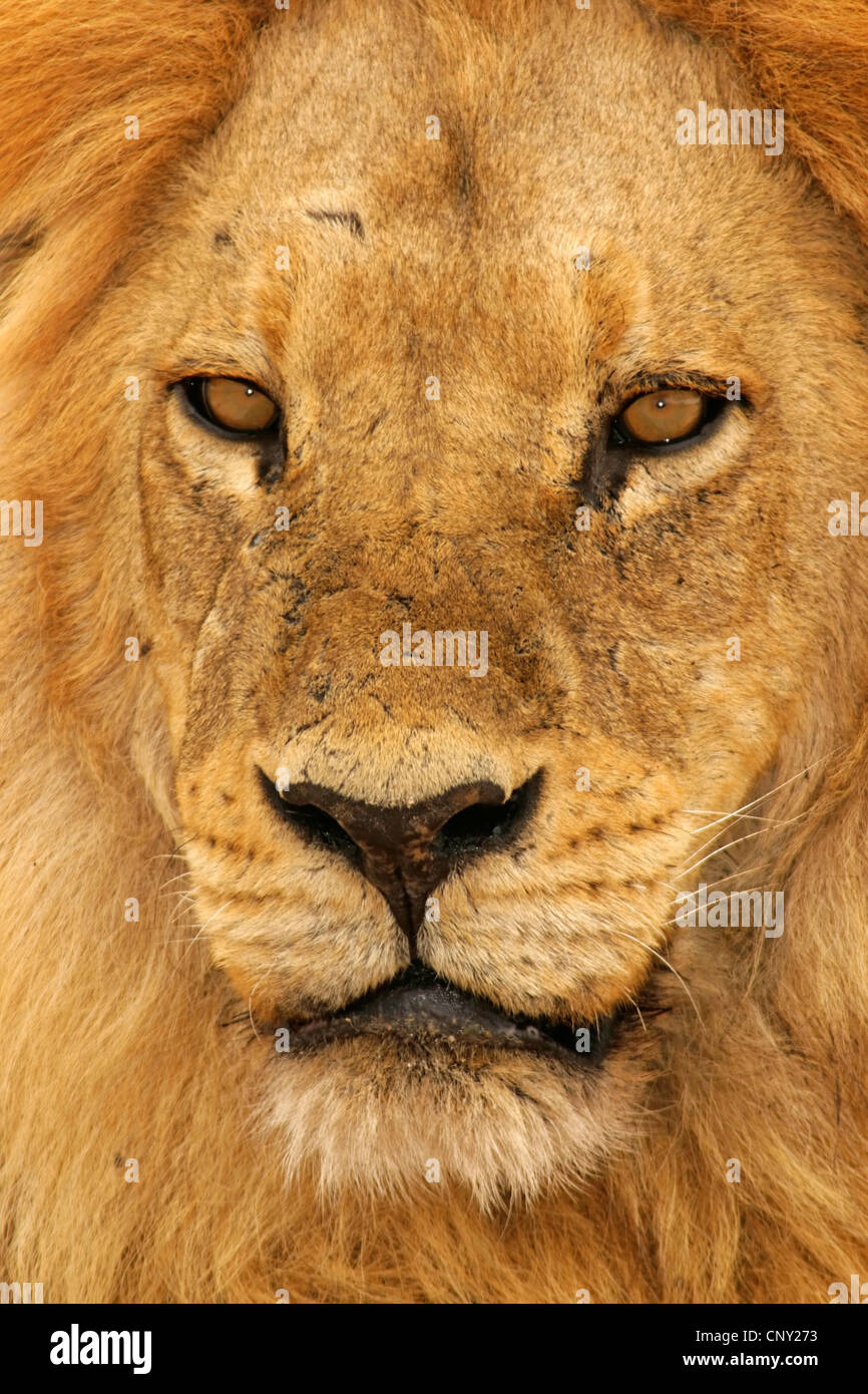 Lion (Panthera leo), portrait, Botswana, Chobe National Park Banque D'Images